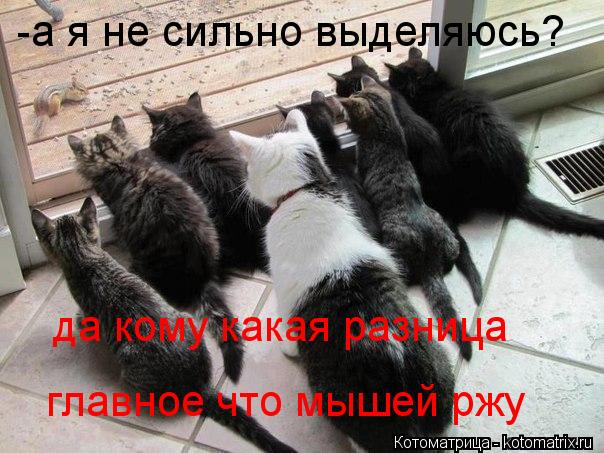 -а я не сильно выделяюсь? да кому какая разница главное что мышей ржу... Котоматрица: -а я не сильно выделяюсь? да кому какая разница главное что мышей ржу