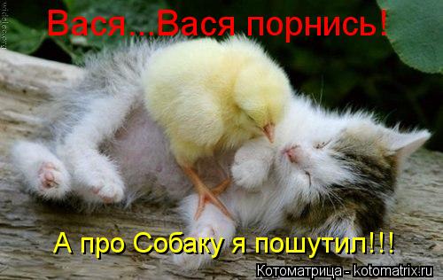 Вася...Вася порнись! А про Собаку я пошутил!!!... Котоматрица: Вася...Вася порнись! А про Собаку я пошутил!!!