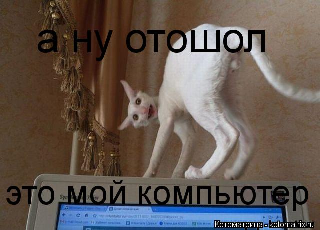 а ну отошол это мой компьютер... Котоматрица: а ну отошол это мой компьютер