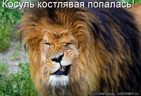 Косуль костлявая попалась!... Котоматрица: Косуль костлявая попалась!