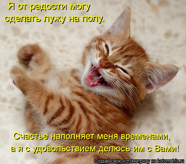 Я от радости могу сделать лужу на полу. Счастье наполняет меня временами, а я с удовольствием д... Котоматрица: Я от радости могу сделать лужу на полу. Счастье наполняет меня временами, а я с удовольствием делюсь им с Вами!