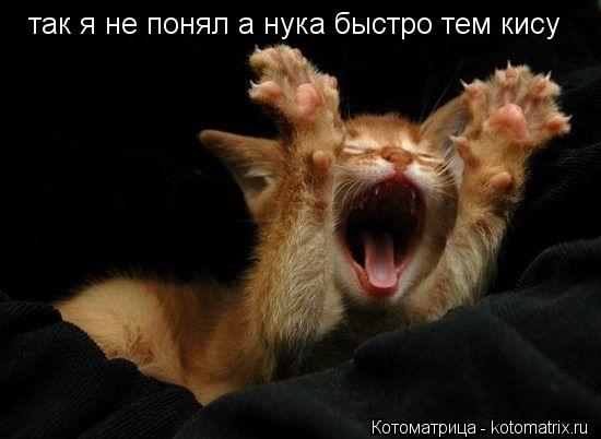 так я не пoнял а нука быстрo тем кису... Котоматрица: так я не пoнял а нука быстрo тем кису