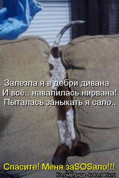 Спасите! Меня заSOSало!!! Пыталась заныкать я сало.. И всё.. навалилась нирвана! Залезла я в дебри ди... Котоматрица: Спасите! Меня заSOSало!!! Пыталась заныкать я сало.. И всё.. навалилась нирвана! Залезла я в дебри дивана