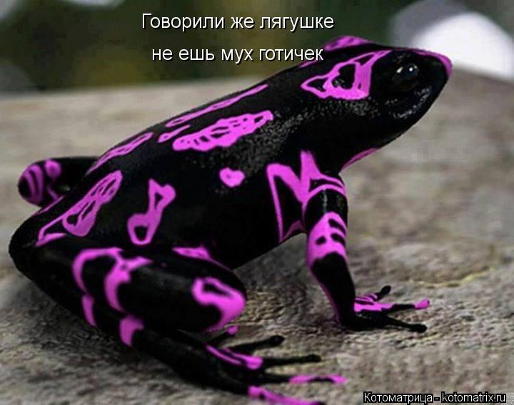 Котоматрица: Говорили же лягушке не ешь мух готичек