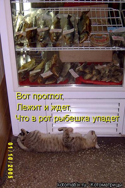 Котоматрица: Вот проглот, Лежит и ждет, Что в рот рыбешка упадет