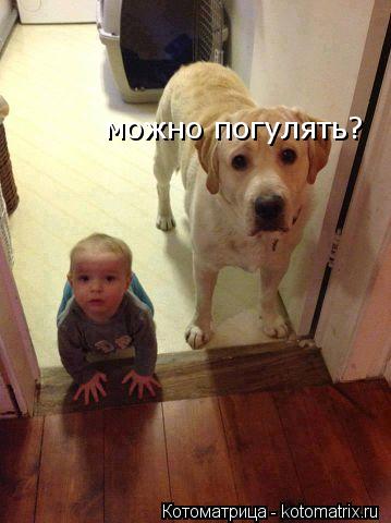 можно погулятьможз можно погулять?... Котоматрица: можно погулятьможз можно погулять?