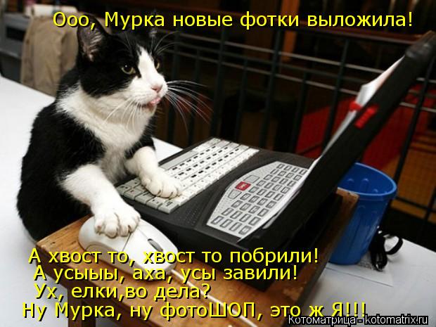 Ооо, Мурка новые фотки выложила! А хвост то, хвост то побрили! А усыыы, аха, усы завили! Ух, елки,во ... Котоматрица: Ооо, Мурка новые фотки выложила! А хвост то, хвост то побрили! А усыыы, аха, усы завили! Ух, елки,во дела? Ну Мурка, ну фотоШОП, это ж Я!!!