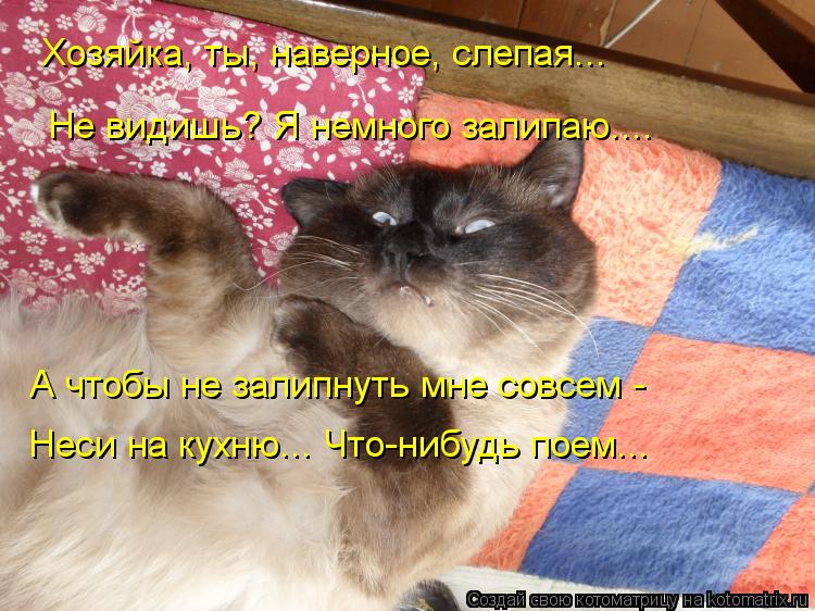 Хозяйка, ты, наверное, слепая... Не видишь? Я немного залипаю.... А чтобы не залипнуть мне совсем - ... Котоматрица: Хозяйка, ты, наверное, слепая... Не видишь? Я немного залипаю.... А чтобы не залипнуть мне совсем - Неси на кухню... Что-нибудь поем...