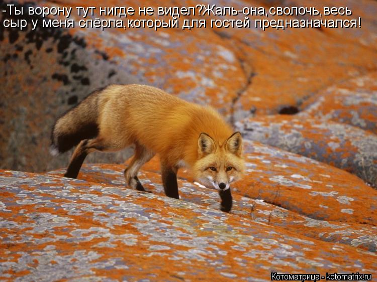 Котоматрица: -Ты ворону тут нигде не видел?Жаль-она,сволочь,весь  сыр у меня спёрла,который для гостей предназначался!