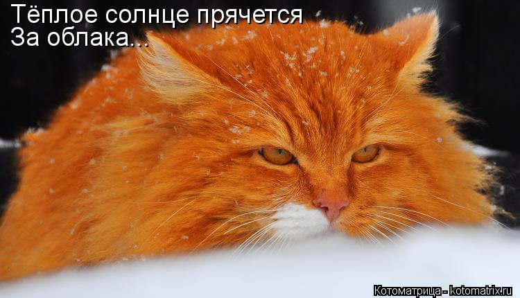 Тёплое солнце прячется За облака...... Котоматрица: Тёплое солнце прячется За облака...