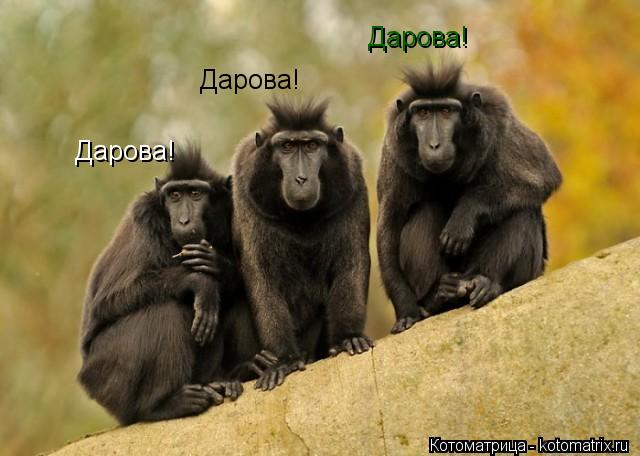 Дарова! Дарова! Дарова!... Котоматрица: Дарова! Дарова! Дарова!