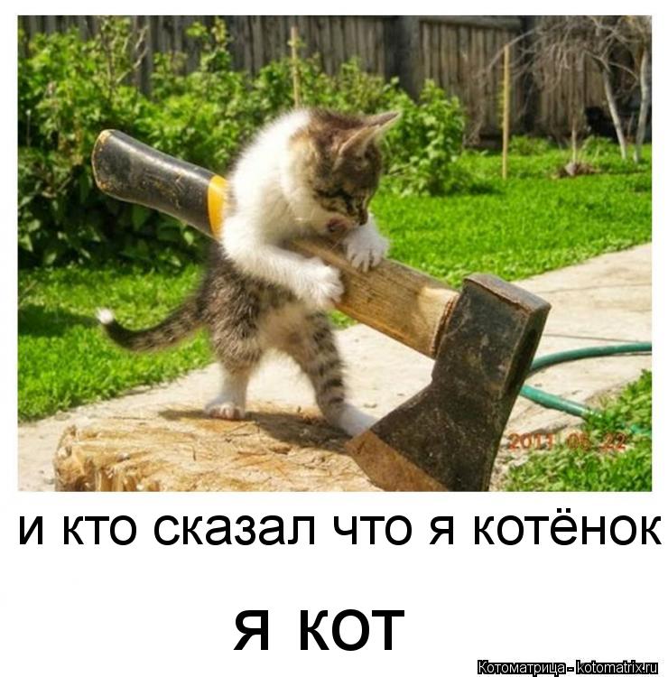 и кто сказал что я котёнок я кот... Котоматрица: и кто сказал что я котёнок я кот