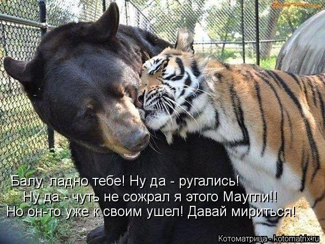 Балу, ладно тебе! Ну да - ругались! Ну да - чуть не сожрал я этого Маугли!! Но он-то уже к своим ушел... Котоматрица: Балу, ладно тебе! Ну да - ругались! Ну да - чуть не сожрал я этого Маугли!! Но он-то уже к своим ушел! Давай мириться!
