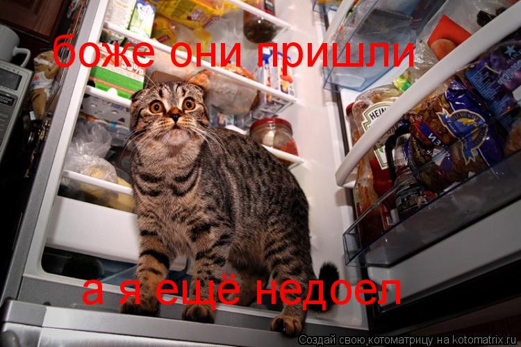 боже они пришли а я ещё недоел... Котоматрица: боже они пришли а я ещё недоел