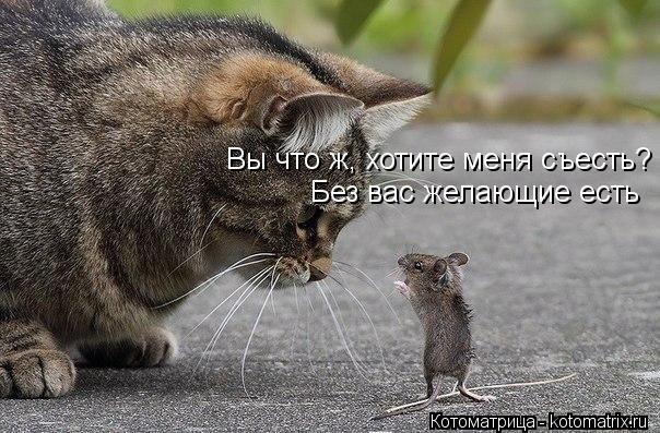Вы что ж, хотите меня съесть? Без вас желающие есть... Котоматрица: Вы что ж, хотите меня съесть? Без вас желающие есть