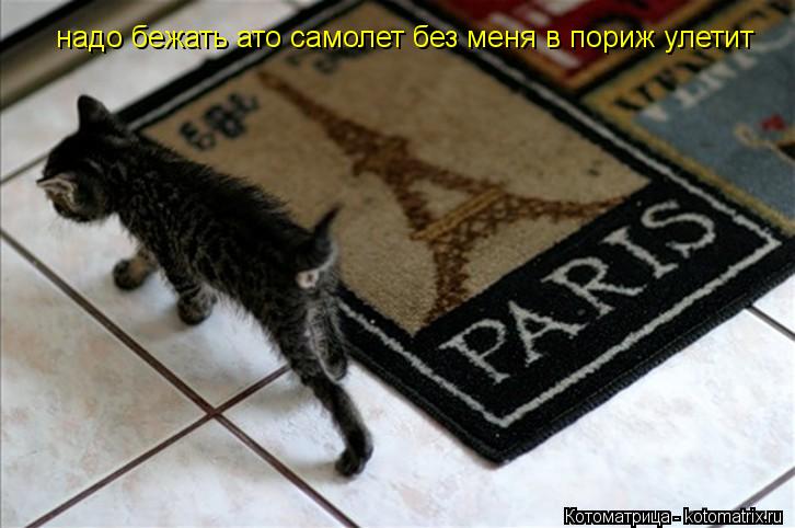 надо бежать ато самолет без меня в пориж улетит... Котоматрица: надо бежать ато самолет без меня в пориж улетит