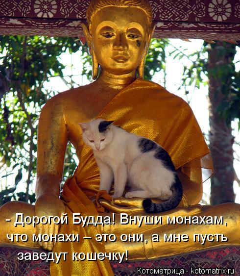 - Дорогой Будда! Внуши монахам, что монахи – это они, а мне пусть заведут кошечку!... Котоматрица: - Дорогой Будда! Внуши монахам, что монахи – это они, а мне пусть заведут кошечку!
