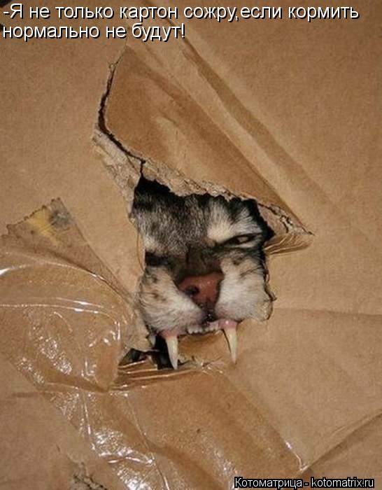 -Я не только картон сожру,если кормить нормально не будут!... Котоматрица: -Я не только картон сожру,если кормить нормально не будут!