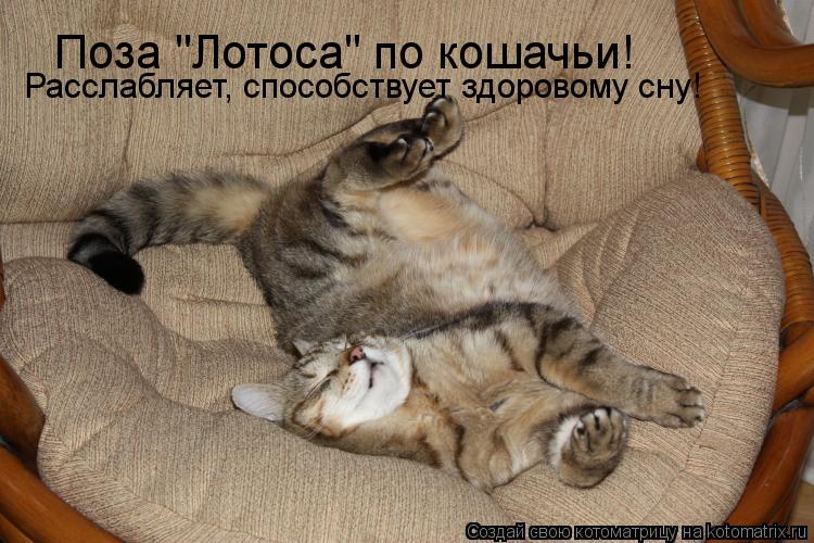 Поза "Лотоса" по кошачьи! Расслабляет, способствует здоровому сну!... Котоматрица: Поза "Лотоса" по кошачьи! Расслабляет, способствует здоровому сну!