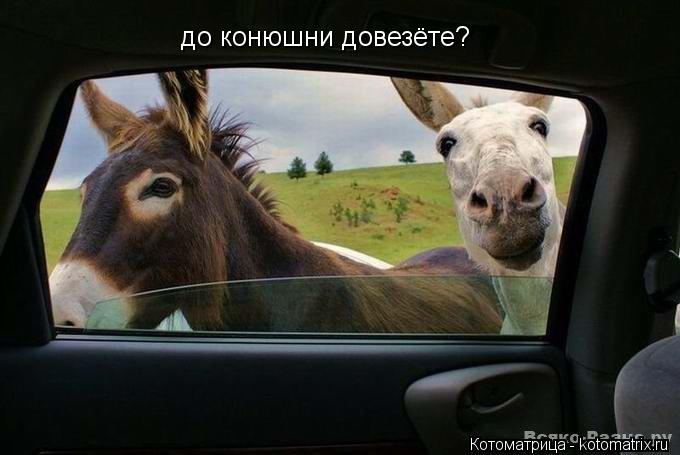до конюшни довезёте?... Котоматрица: до конюшни довезёте?