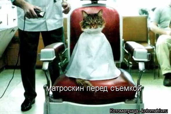 матроскин перед съемкой... Котоматрица: матроскин перед съемкой