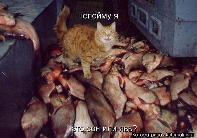 непойму я это сон или явь?... Котоматрица: непойму я это сон или явь?
