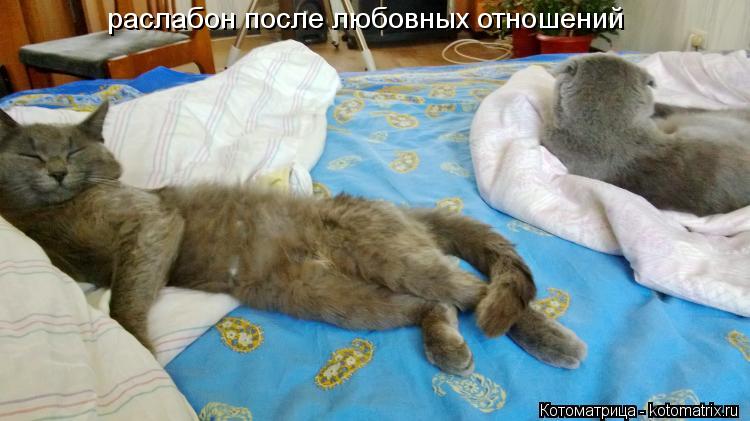 раслабон после любовных отношений... Котоматрица: раслабон после любовных отношений