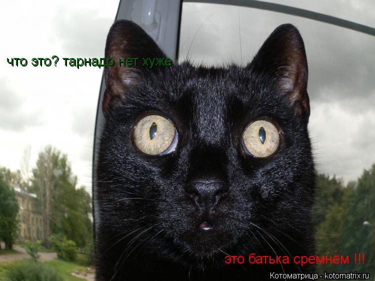 Котоматрица: что это? тарнадо нет хуже  это батька сремнём !!!
