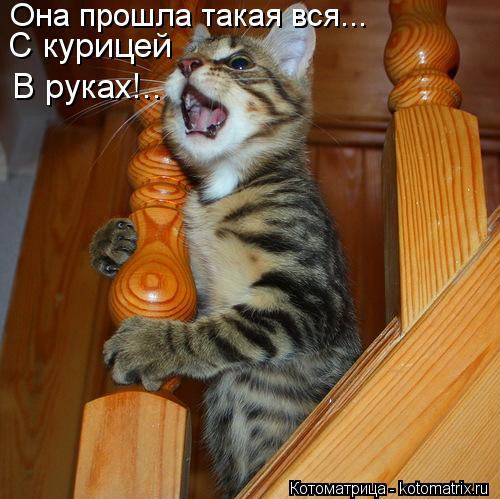Она прошла такая вся... C курицей В руках!..... Котоматрица: Она прошла такая вся... C курицей В руках!..