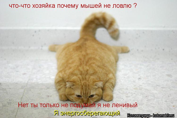 что-что хозяйка почему мышей не ловлю ? Нет ты только не подумай я не ленивый Я энергосберегающий... Котоматрица: что-что хозяйка почему мышей не ловлю ? Нет ты только не подумай я не ленивый Я энергосберегающий