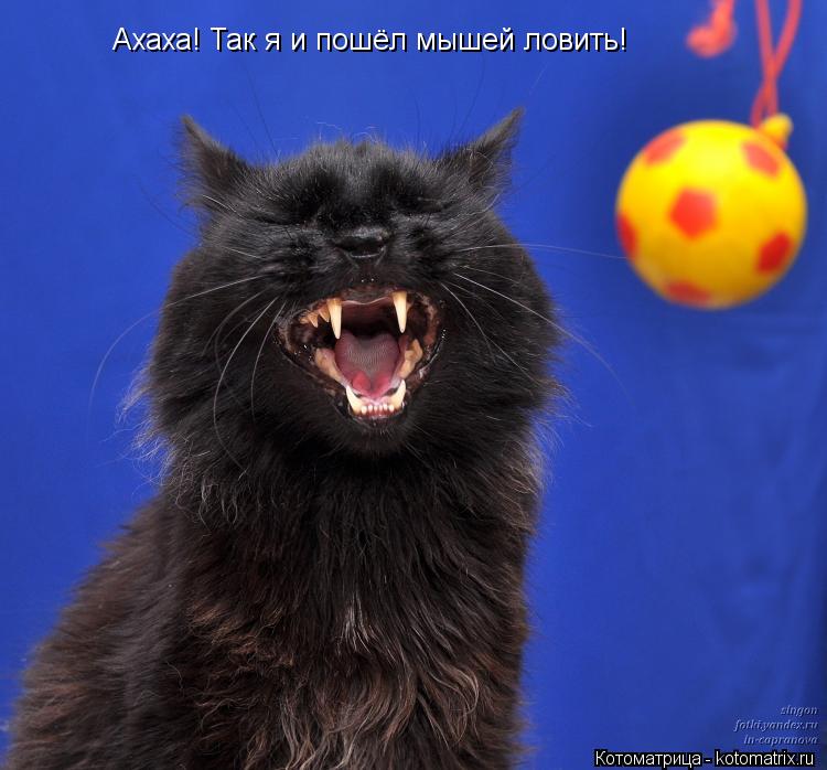 Ахаха! Так я и пошёл мышей ловить!... Котоматрица: Ахаха! Так я и пошёл мышей ловить!