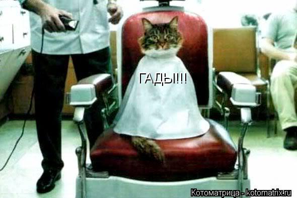 Котоматрица: ГАДЫ!!!
