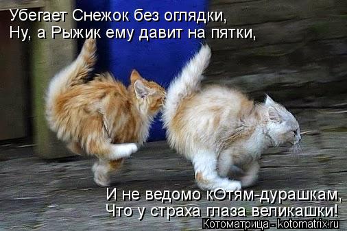 Убегает Снежок без оглядки, Ну, а Рыжик ему давит на пятки, И не ведомо кОтям-дурашкам, Что у страха... Котоматрица: Убегает Снежок без оглядки, Ну, а Рыжик ему давит на пятки, И не ведомо кОтям-дурашкам, Что у страха глаза великашки!