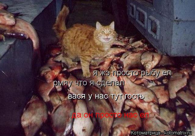 вася у нас тут гость рмяу что я сделал я жэ просто рыбу ел да он просто нас ел... Котоматрица: вася у нас тут гость рмяу что я сделал я жэ просто рыбу ел да он просто нас ел