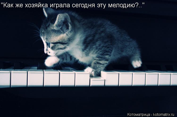 "Как же хозяйка играла сегодня эту мелодию?.."... Котоматрица: "Как же хозяйка играла сегодня эту мелодию?.."