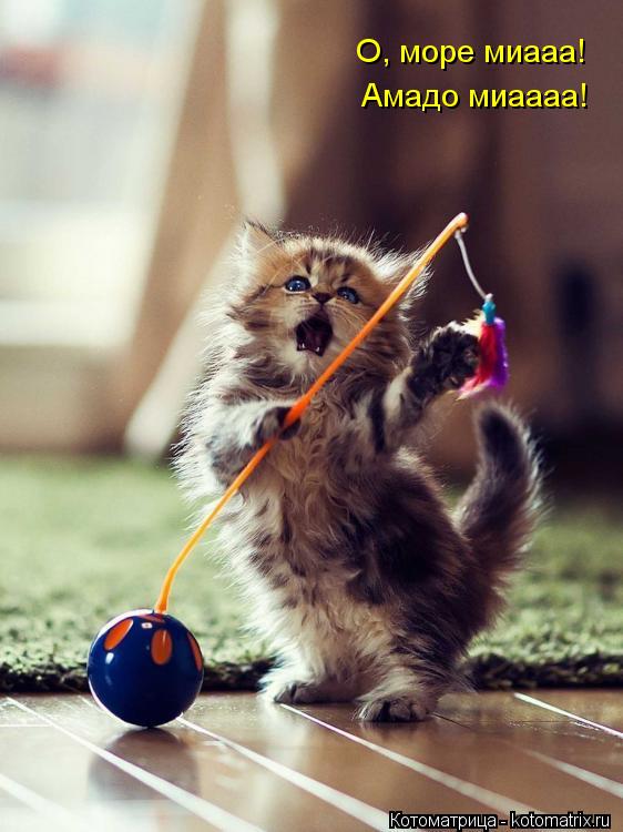 Амадо миаааа! О, море миааа!... Котоматрица: Амадо миаааа! О, море миааа!