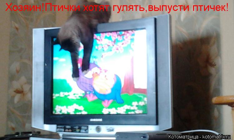Хозяин!Птички хотят гулять,выпусти птичек!... Котоматрица: Хозяин!Птички хотят гулять,выпусти птичек!