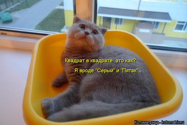 Квадрат в квадрате это как? Я вроде "Серый" и "Пятак"..... Котоматрица: Квадрат в квадрате это как? Я вроде "Серый" и "Пятак"..