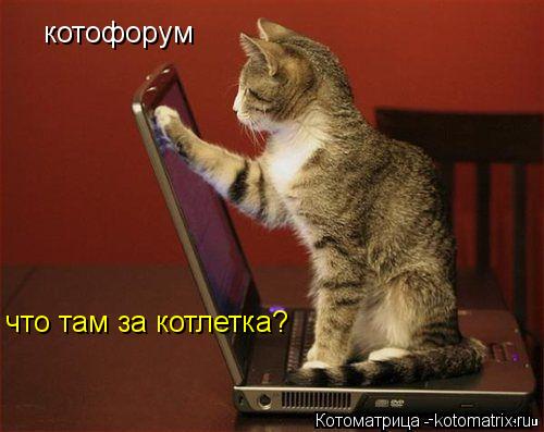 котофорум что там за котлетка?... Котоматрица: котофорум что там за котлетка?