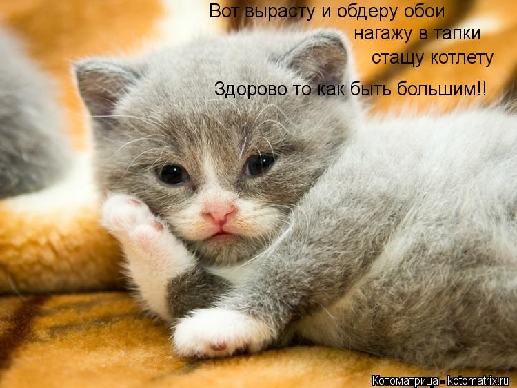 Вот вырасту и обдеру обои нагажу в тапки стащу котлету Здорово то как быть большим!!... Котоматрица: Вот вырасту и обдеру обои нагажу в тапки стащу котлету Здорово то как быть большим!!