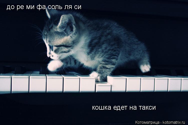 Котоматрица: до ре ми фа соль ля си кошка едет на такси