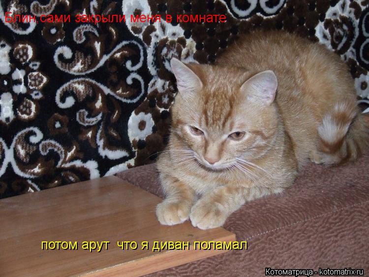 Котоматрица: Блин,сами закрыли меня в комнате   потом арут  что я диван поламал