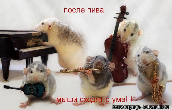 Котоматрица: после пива  мыши сходят с ума!!!