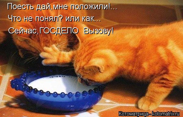 Поесть дай,мне положили!... Что не понял? или как... Сейчас,ГОСДЕЛО Вызову!... Котоматрица: Поесть дай,мне положили!... Что не понял? или как... Сейчас,ГОСДЕЛО Вызову!