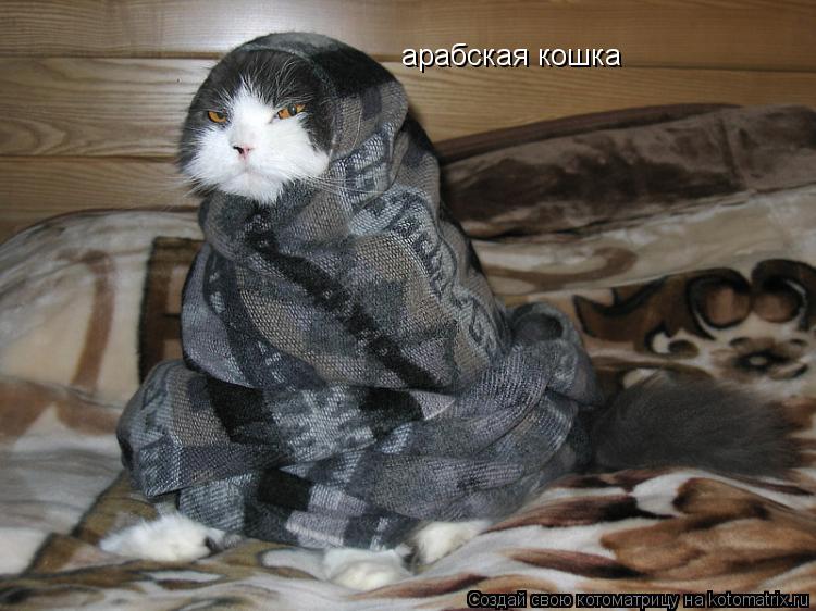 арабская кошка... Котоматрица: арабская кошка