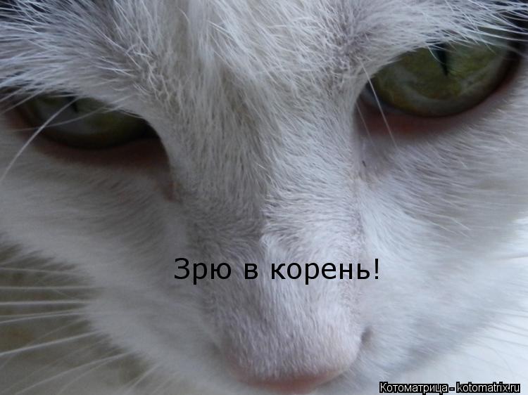 Зрю в корень!... Котоматрица: Зрю в корень!