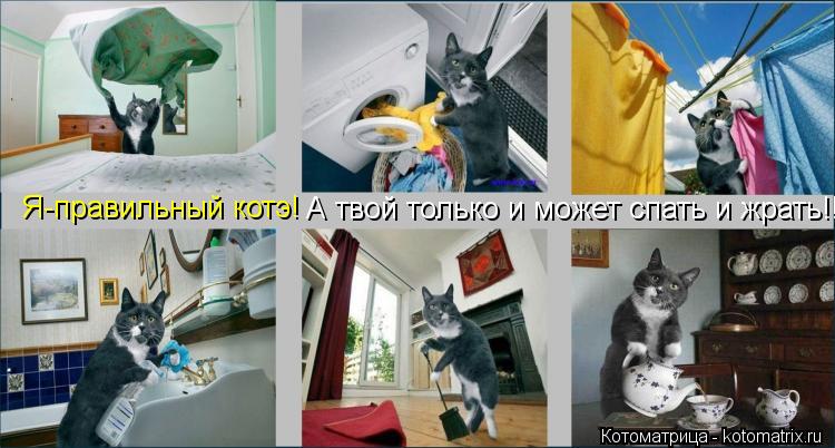 Котоматрица: Я-правильный котэ! А твой только и может спать и жрать!!