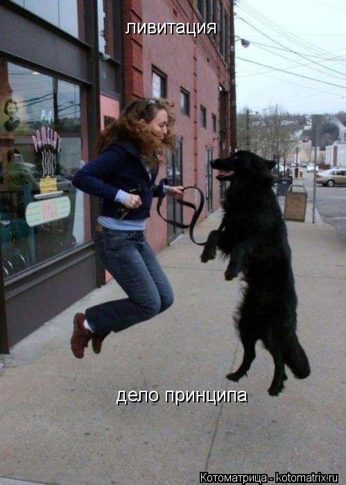 ливитация дело принципа дело принципа... Котоматрица: ливитация дело принципа дело принципа