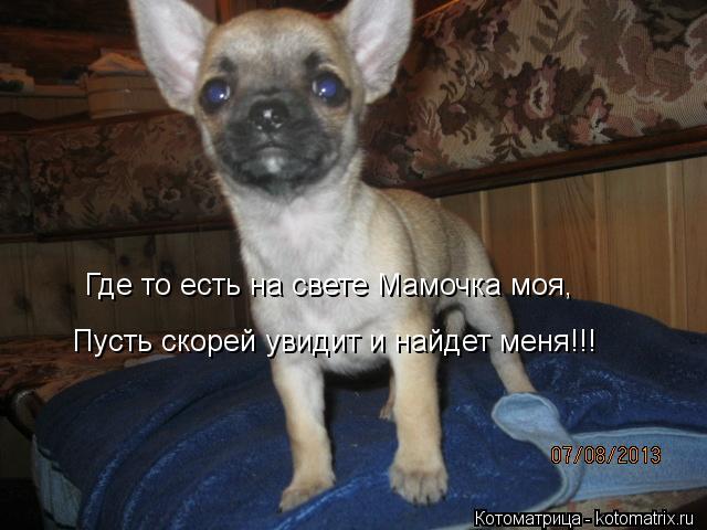 Где то есть на свете Мамочка моя Где то есть на свете Мамочка моя, Пусть скорей увидит и найдет меня... Котоматрица: Где то есть на свете Мамочка моя Где то есть на свете Мамочка моя, Пусть скорей увидит и найдет меня!!!