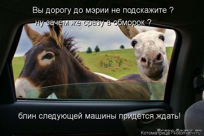 Вы дорогу до мэрии не подскажите ? ну зачем же сразу в обморок ? блин следующей машины придётся ждать... Котоматрица: Вы дорогу до мэрии не подскажите ? ну зачем же сразу в обморок ? блин следующей машины придётся ждать!